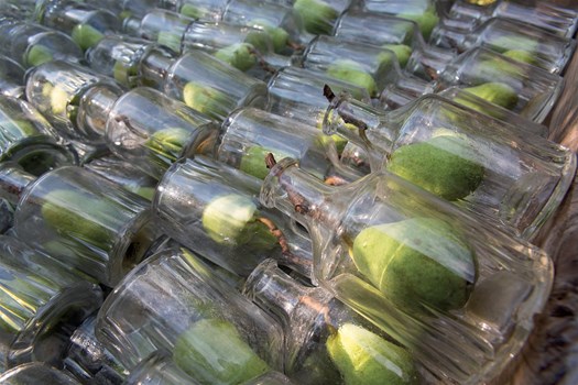  Stockage des carafes contenant une poire Williams avant l’embouteillage de la Williamine. Les flacons sont placés directement sur les arbres permettant ainsi aux poires de grandir à l’intérieur des bouteilles.